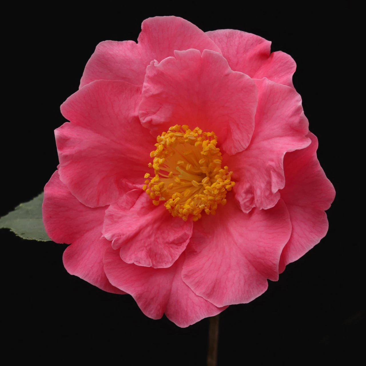 C. reticulata Mouchang